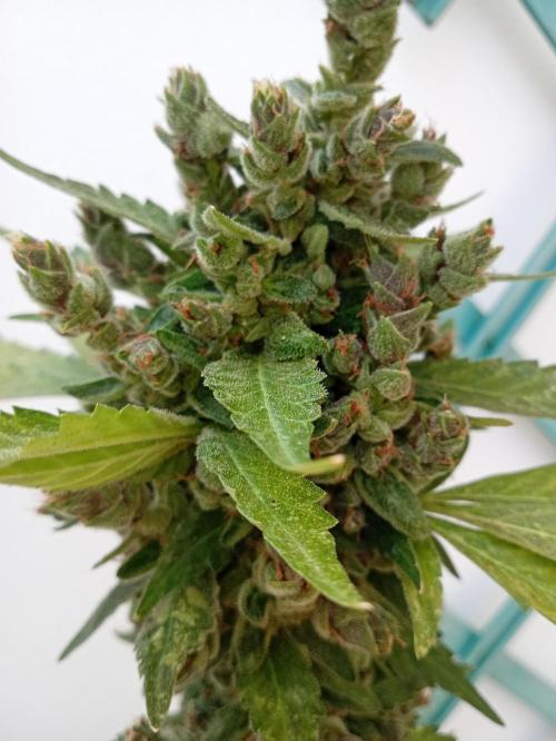 Banana purple punchRF3 Poor Summer part2. Week 11