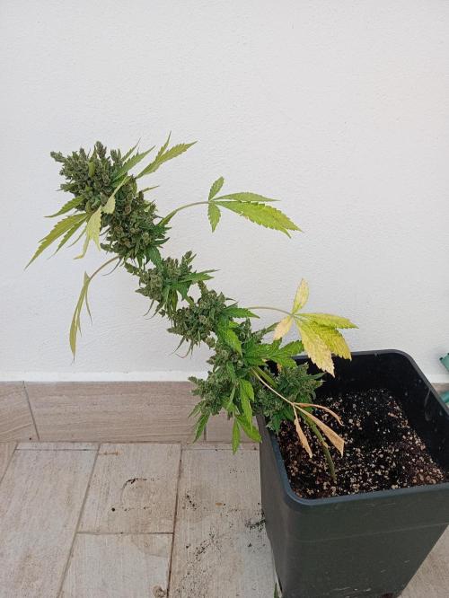 Banana purple punchRF3 Poor Summer part2. Week 11