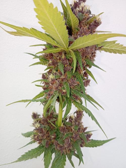 Banana purple punchRF3 Poor Summer part2. Week 11