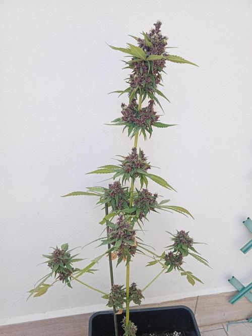 Banana purple punchRF3 Poor Summer part2. Week 11