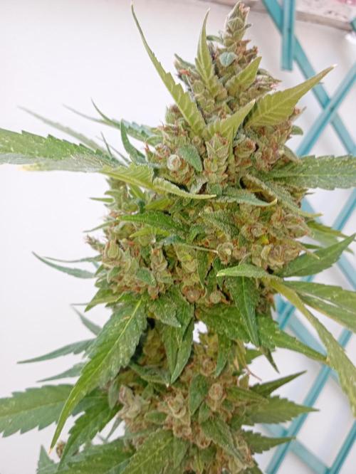 Banana purple punchRF3 Poor Summer part2. Week 11