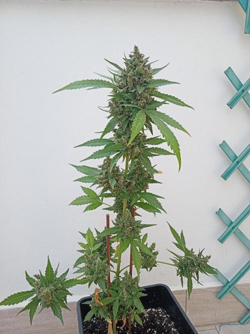 Banana purple punchRF3 Poor Summer part2. Week 11