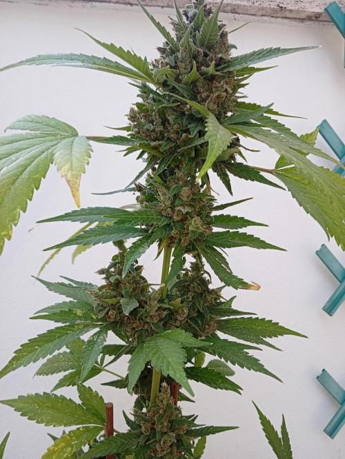 Banana purple punchRF3 Poor Summer part2. Week 11