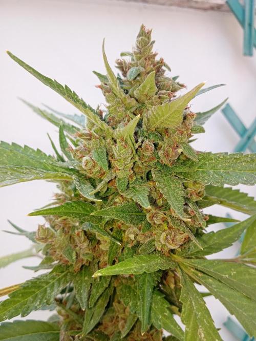 Banana purple punchRF3 Poor Summer part2. Week 11