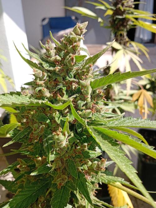 Banana purple punchRF3 Poor Summer part2. Week 11