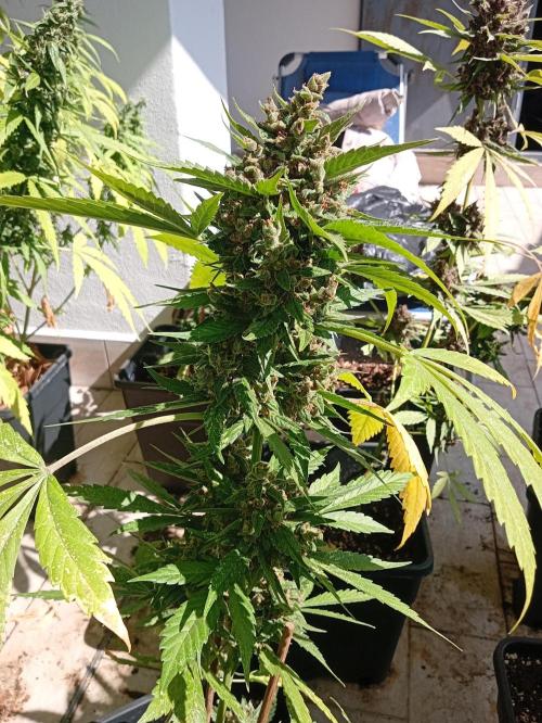 Banana purple punchRF3 Poor Summer part2. Week 11