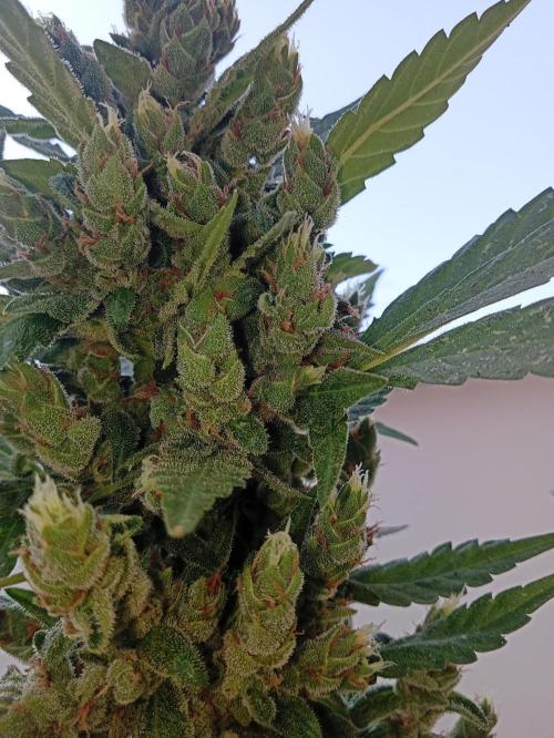 Banana purple punchRF3 Poor Summer part2. Week 11