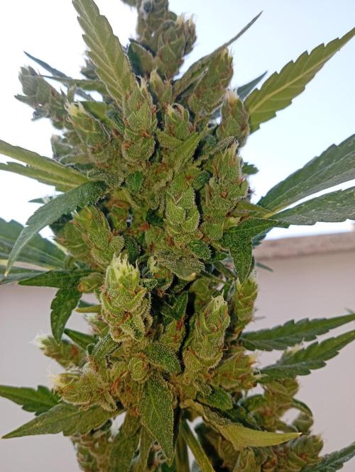 Banana purple punchRF3 Poor Summer part2. Week 11