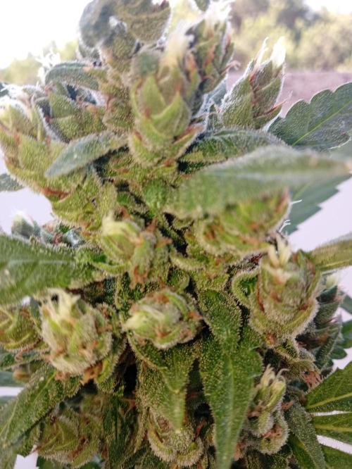Banana purple punchRF3 Poor Summer part2. Week 11