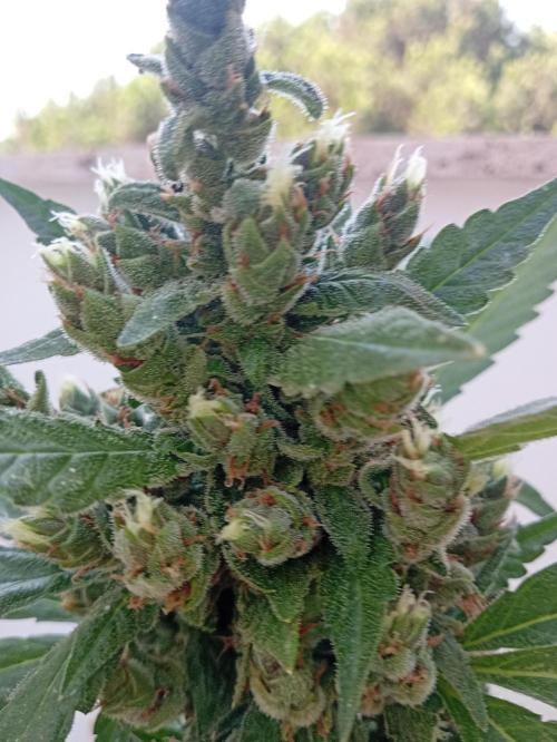 Banana purple punchRF3 Poor Summer part2. Week 11
