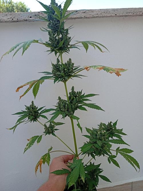 Banana purple punchRF3 Poor Summer part2. Week 11