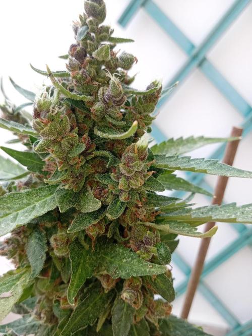 Banana purple punchRF3 Poor Summer part2. Week 11