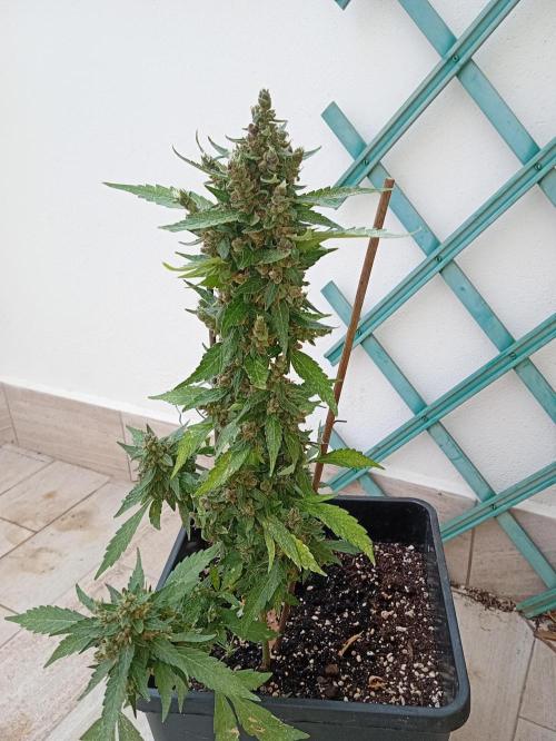 Banana Purple Punch Auto RF3. Week 11