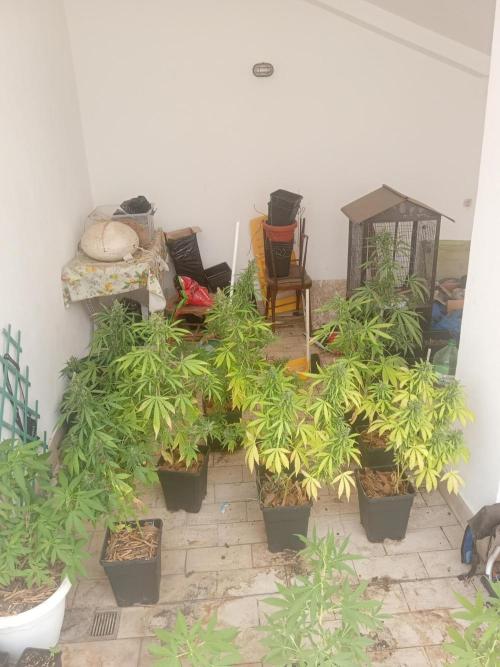 (afghan kush auto) poor Summer part 1. Week 11