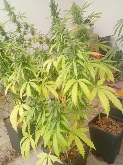 (afghan kush auto) poor Summer part 1. Week 11