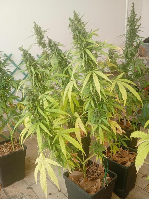 (afghan kush auto) poor Summer part 1. Week 11