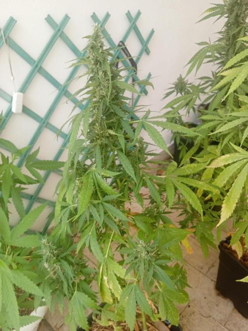 (afghan kush auto) poor Summer part 1. Week 11