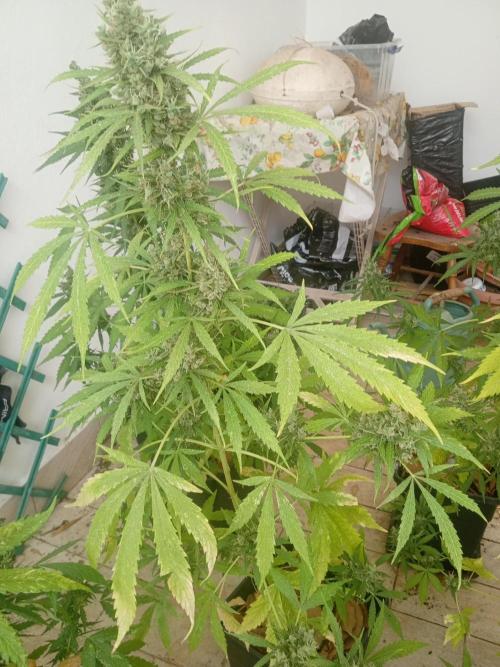 (afghan kush auto) poor Summer part 1. Week 11