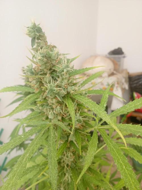 (afghan kush auto) poor Summer part 1. Week 11