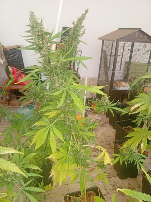 (afghan kush auto) poor Summer part 1. Week 11