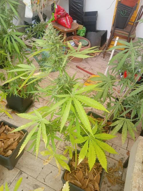 (afghan kush auto) poor Summer part 1. Week 11