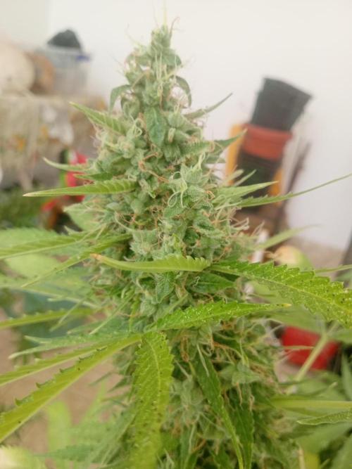 (afghan kush auto) poor Summer part 1. Week 11