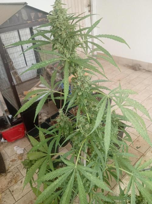(afghan kush auto) poor Summer part 1. Week 11