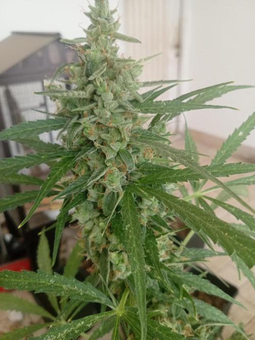 (afghan kush auto) poor Summer part 1. Week 11