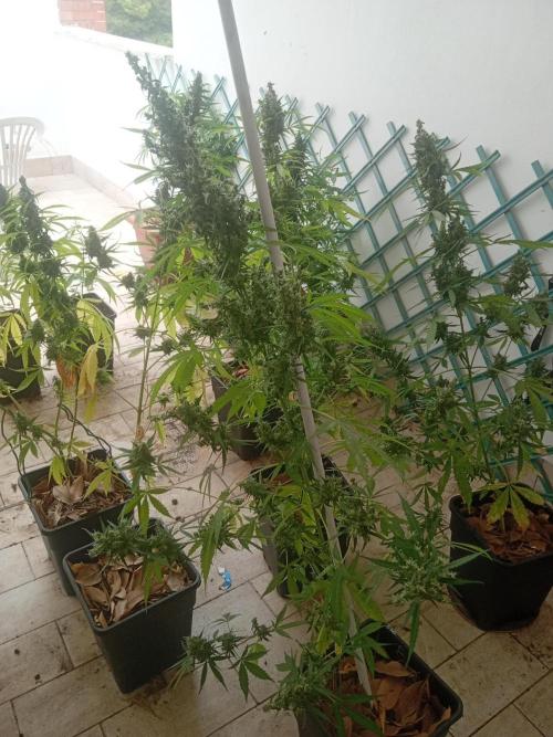 (afghan kush auto) poor Summer part 1. Week 11