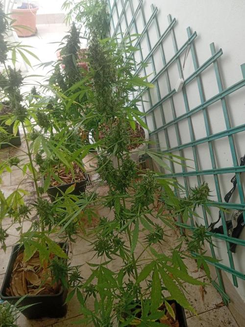 (afghan kush auto) poor Summer part 1. Week 11