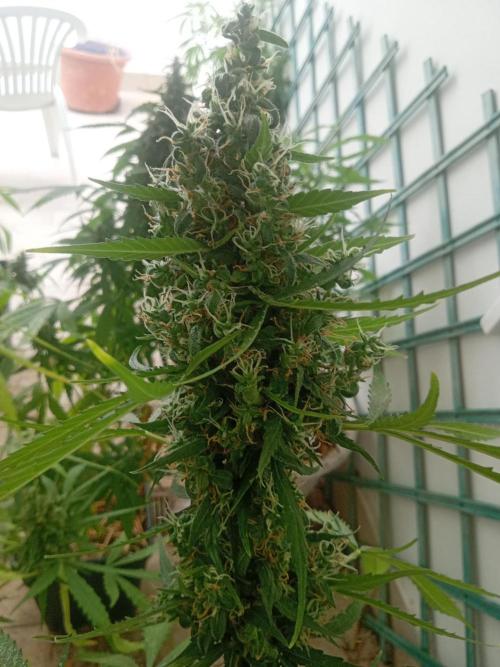 Afghan Kush Auto. Week 11
