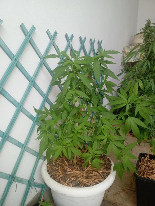 N13 Kush. Week 3