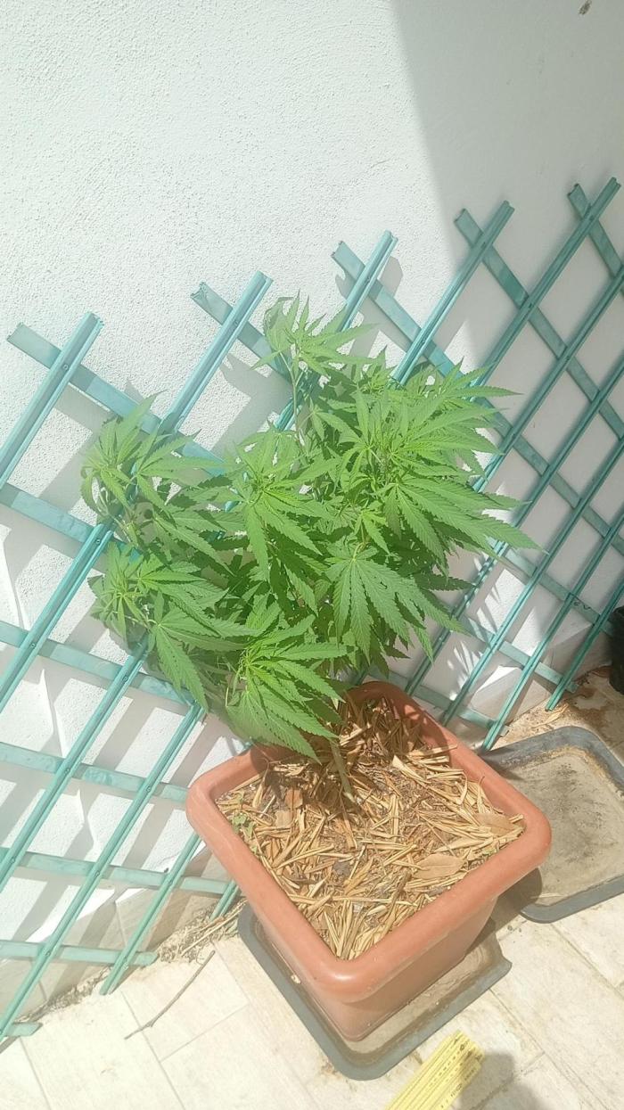 (Lemon mandarine) Poor Summer extra part. Week 10