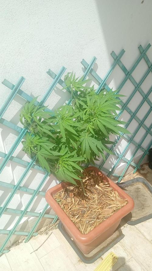 (Lemon mandarine) Poor Summer extra part. Week 10
