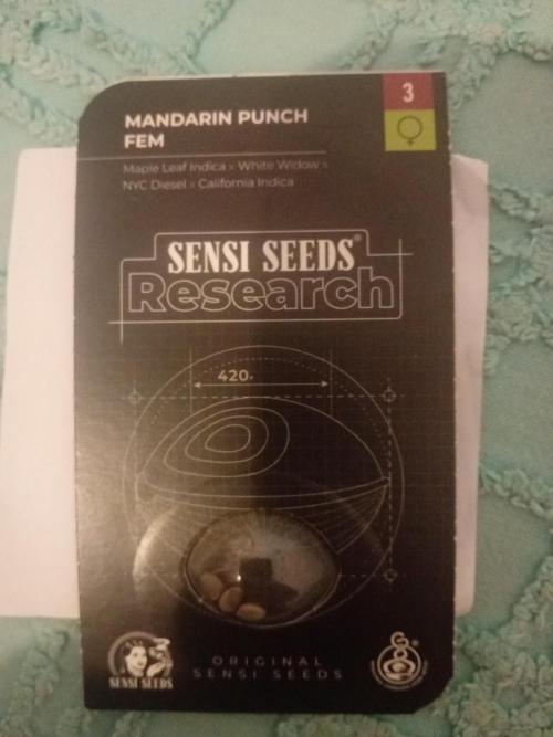 🍊👊=mandarine punch. Week 0 - The second pack, thiss Is fresh seeds