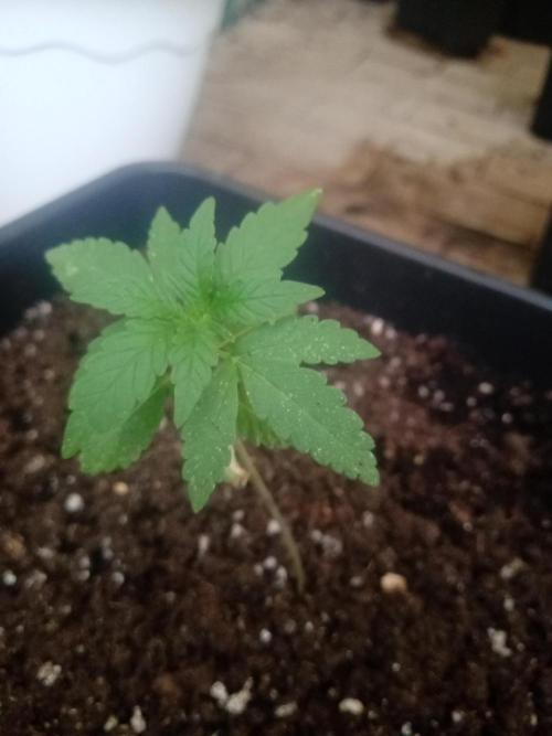(🦍🍭gorilla z) poor Summer part 4. Week 3