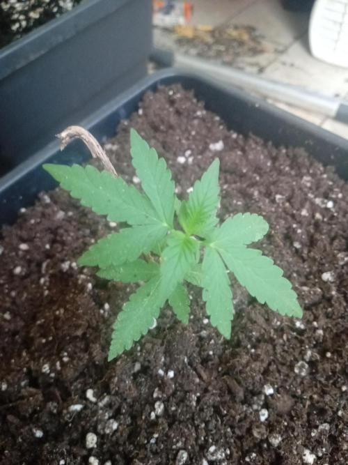 (🦍🍭gorilla z) poor Summer part 4. Week 3