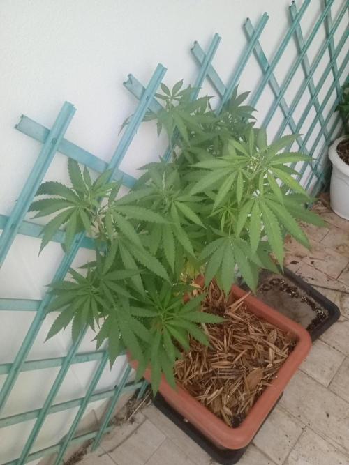 (Lemon mandarine) Poor Summer extra part. Week 10