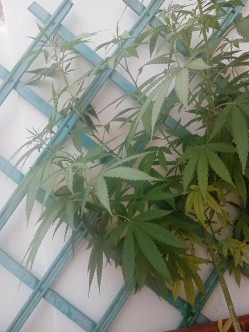 (Lemon mandarine) Poor Summer extra part. Week 10