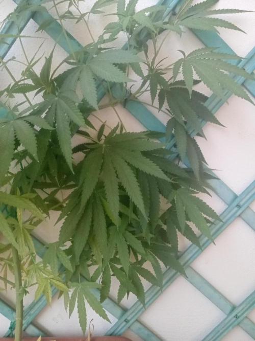 (Lemon mandarine) Poor Summer extra part. Week 10