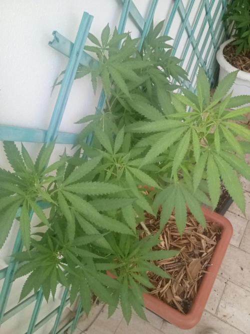 (Lemon mandarine) Poor Summer extra part. Week 10