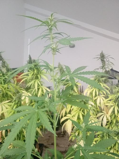 (🦍🍪 auto)"poor Summer part 3". Week 5