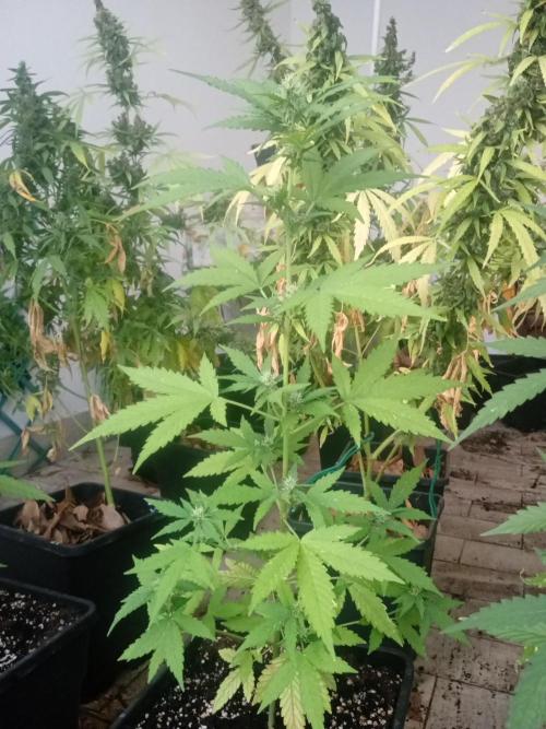 (🦍🍪 auto)"poor Summer part 3". Week 5