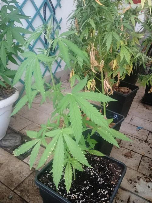 (🦍🍪 auto)"poor Summer part 3". Week 5
