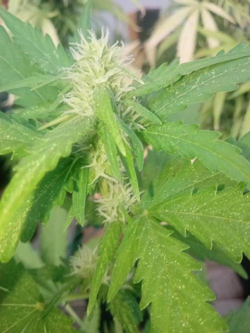 (🦍🍪 auto)"poor Summer part 3". Week 5