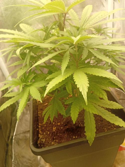 One plant One box whit bay burger. Week 4