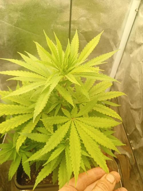 One plant One box whit bay burger. Week 4 - 9 fingersi leaf