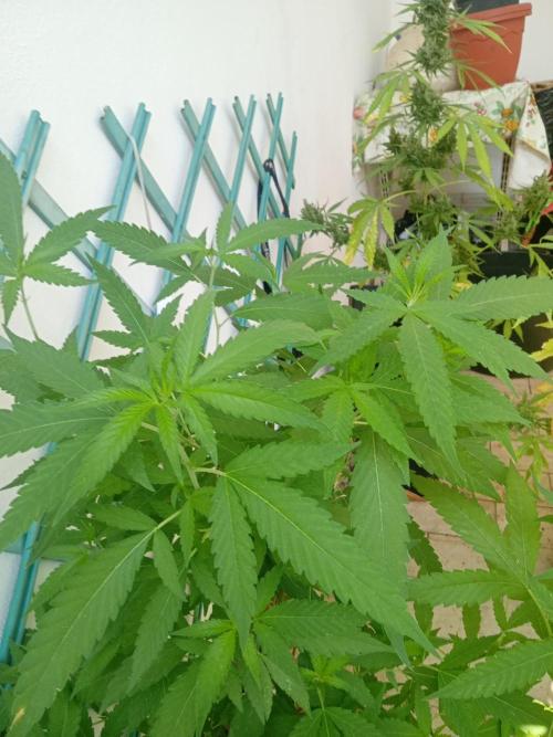 N13 kush re veg. Week 4