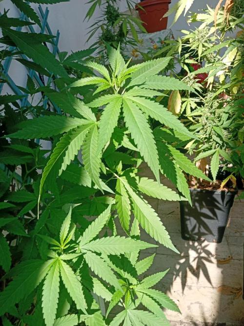 N13 kush re veg. Week 4