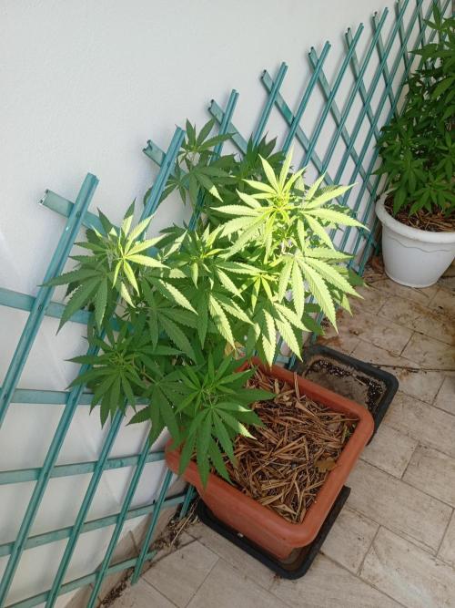 (Lemon mandarine) Poor Summer extra part. Week 11